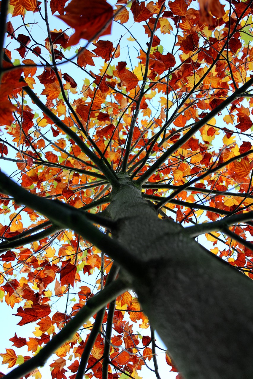 tree foliage autumn free photo