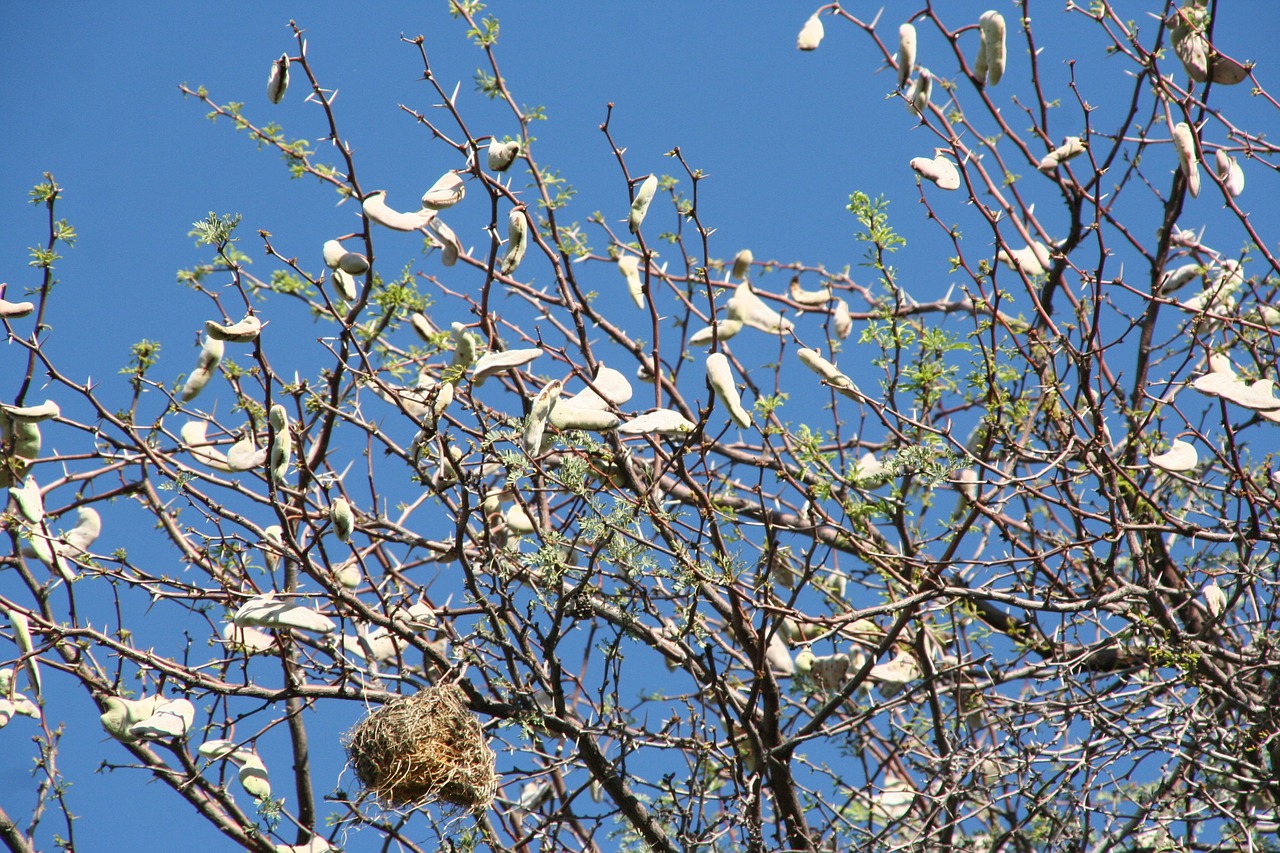 tree organic agriculture free photo