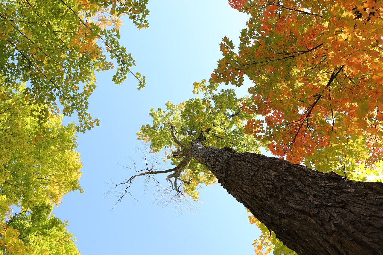 tree foliage forest free photo