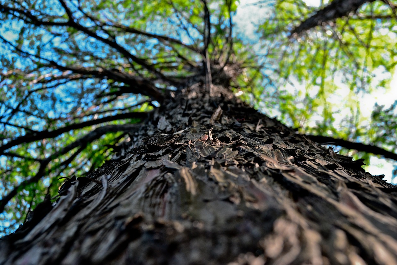 tree nature park free photo