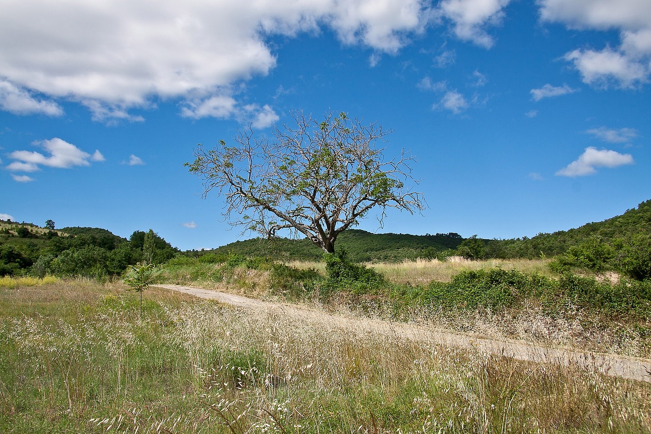 tree landscape blue free photo