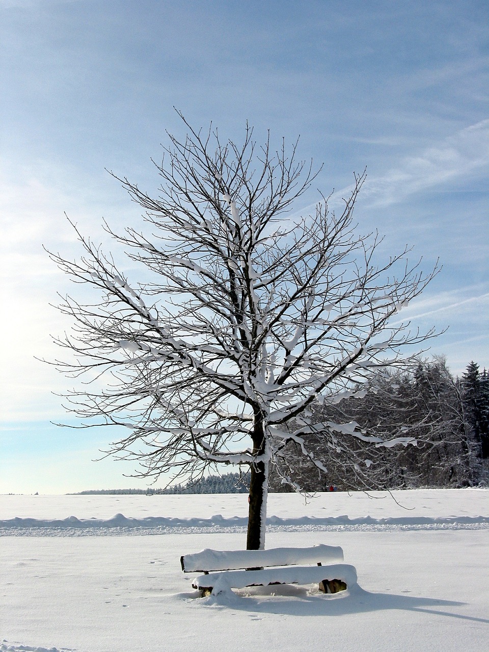 tree snow winter free photo