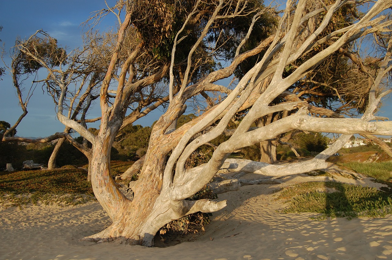 tree wind coast free photo