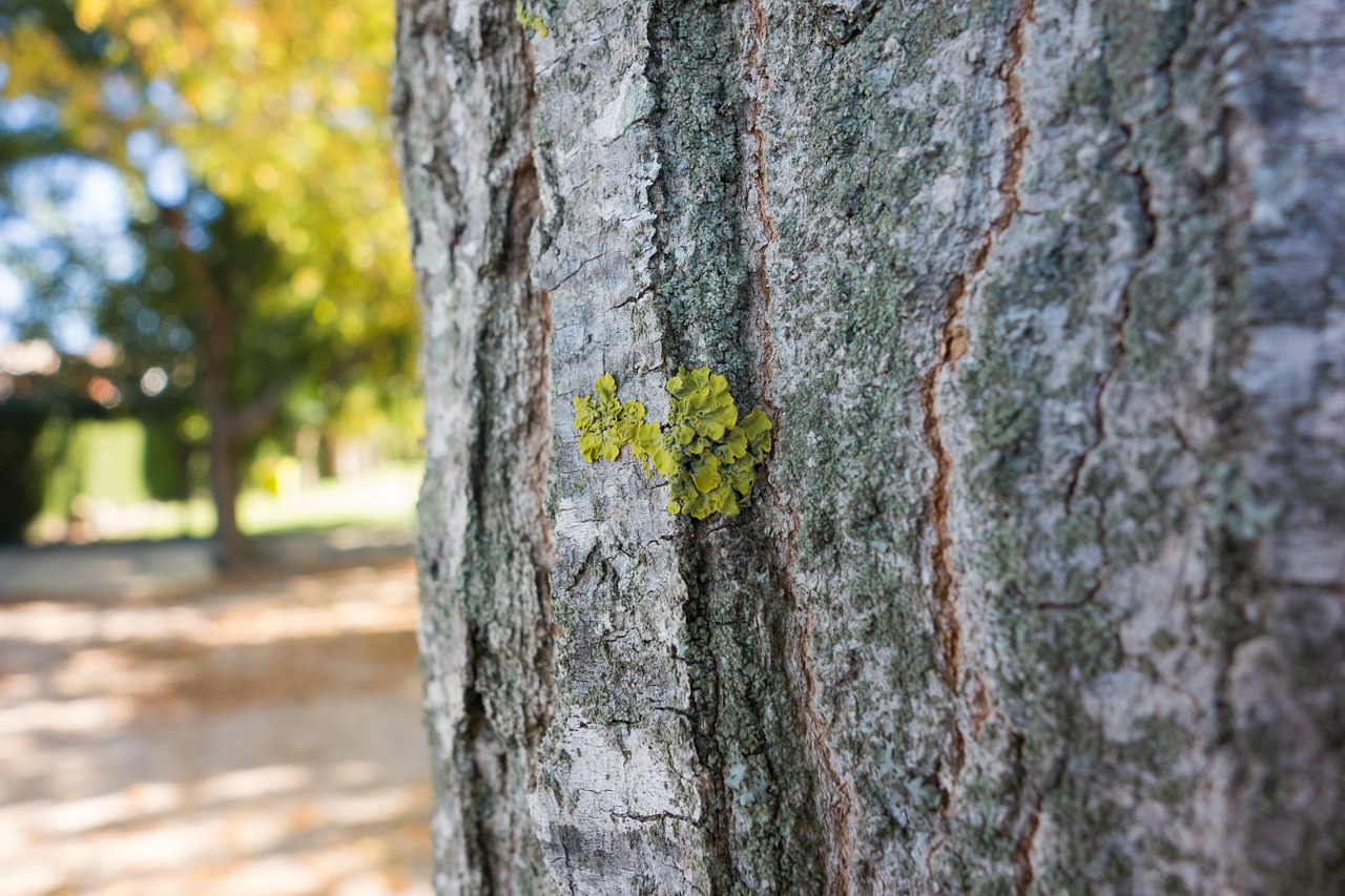 tree nature vegetation free photo