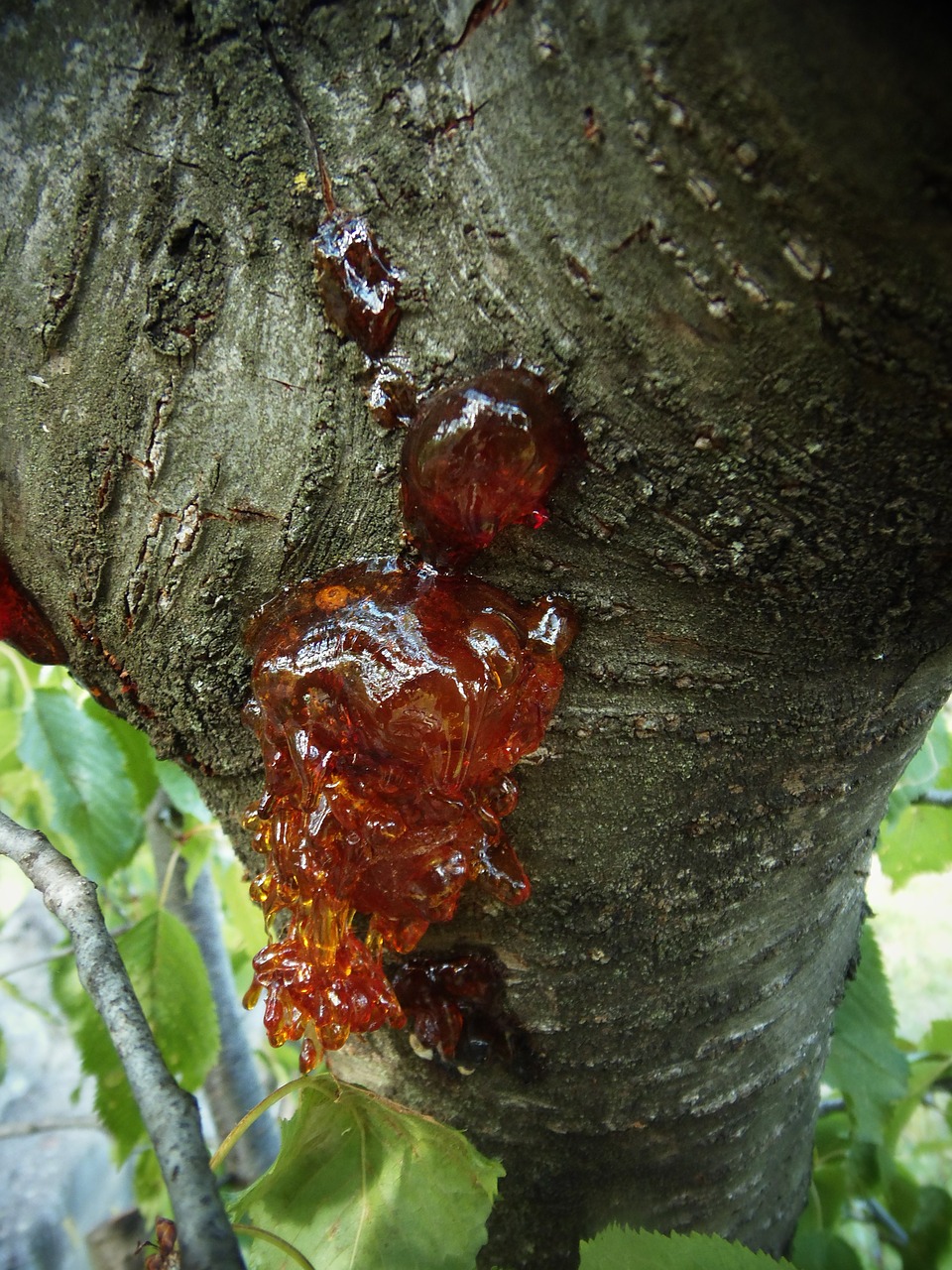 tree resin bark free photo