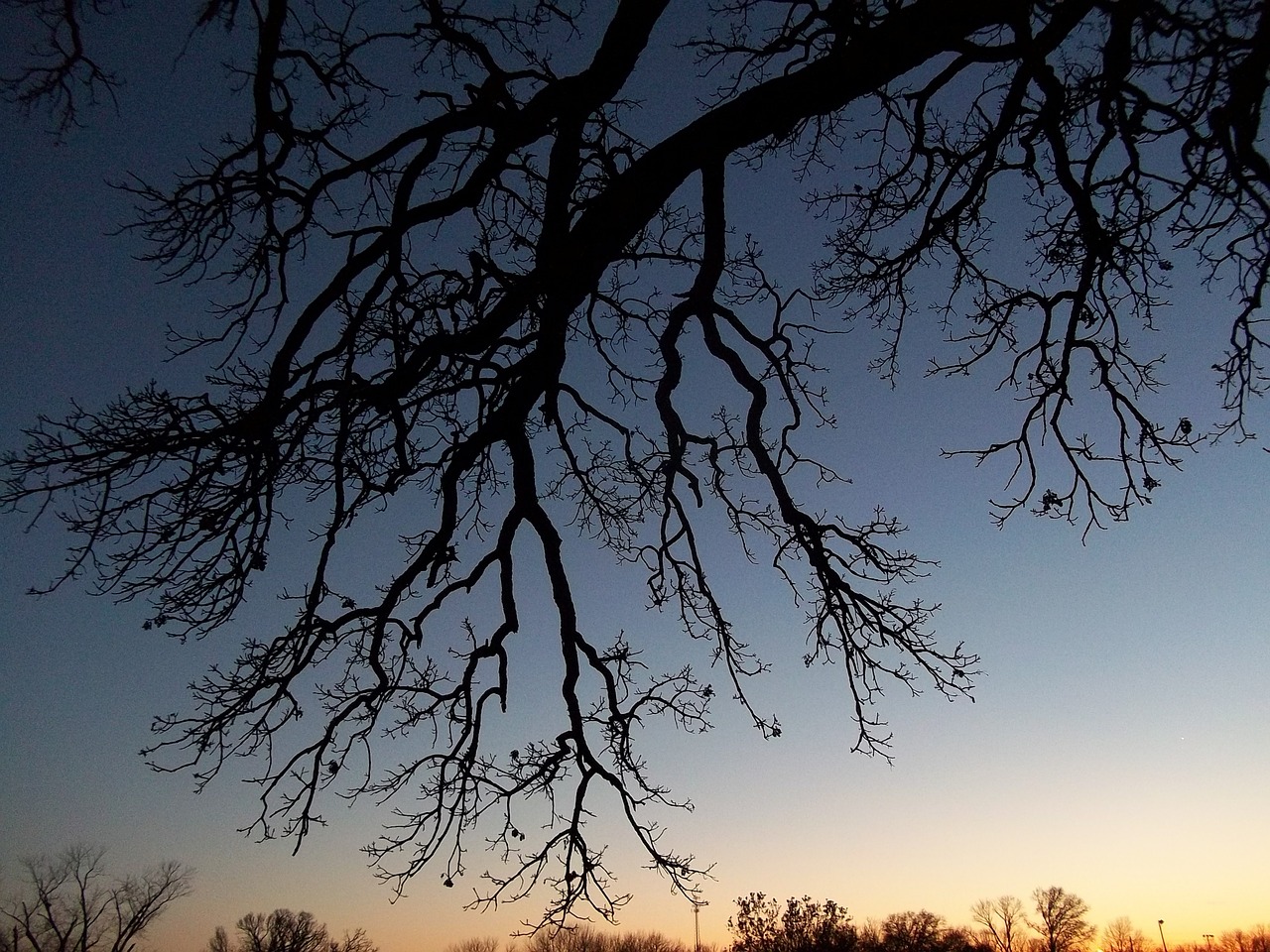 tree bare branches free photo