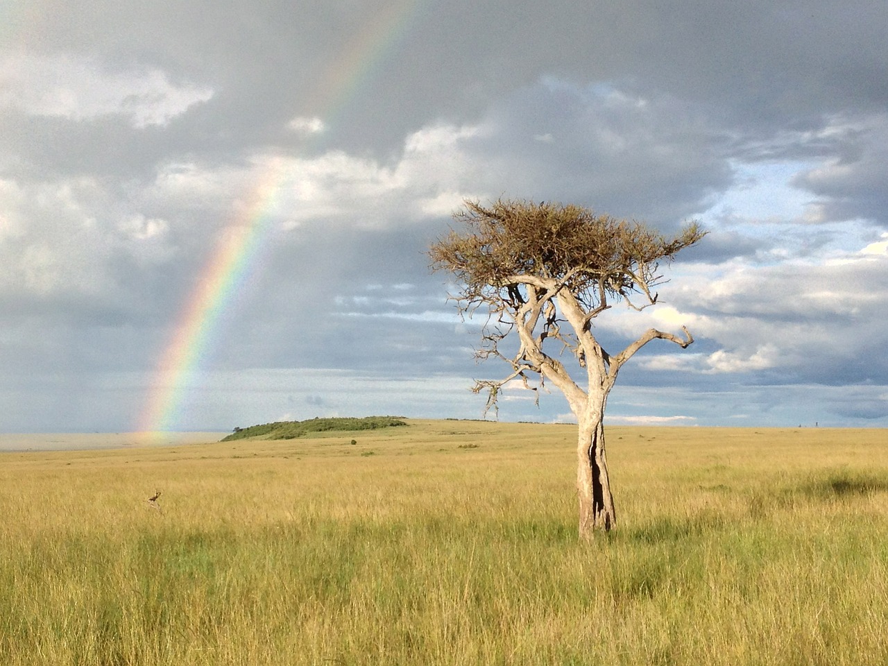 tree rainbow savannah free photo