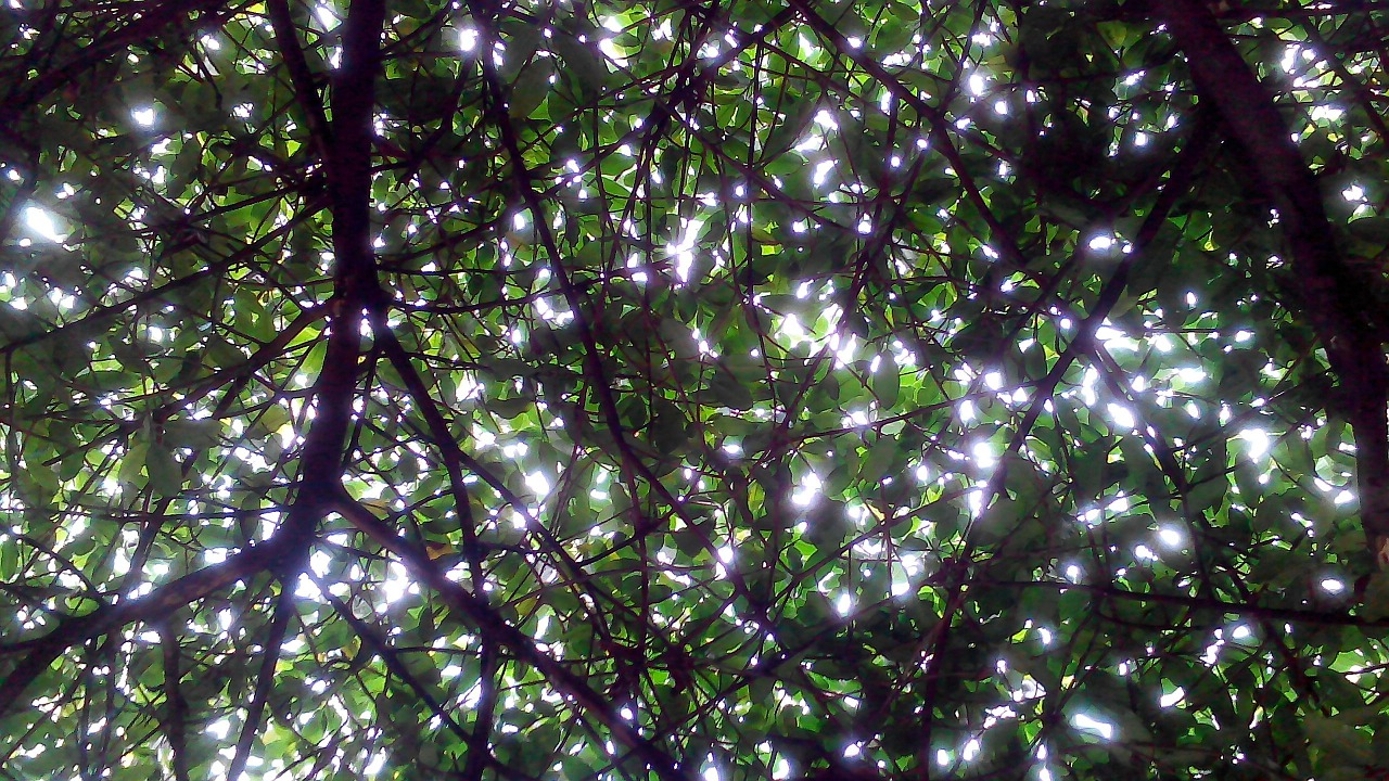 tree canopy shade free photo