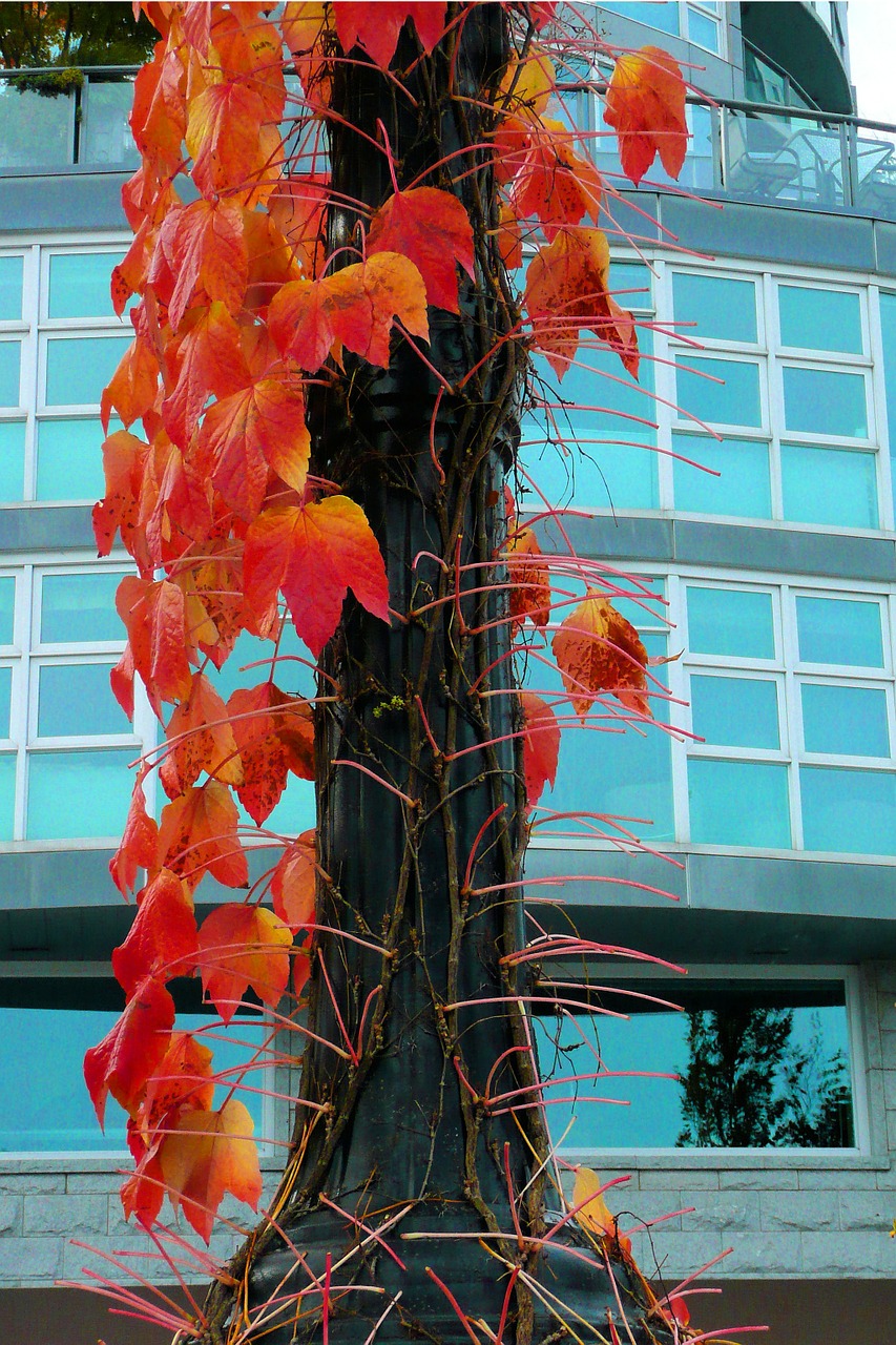 tree red leaves free photo