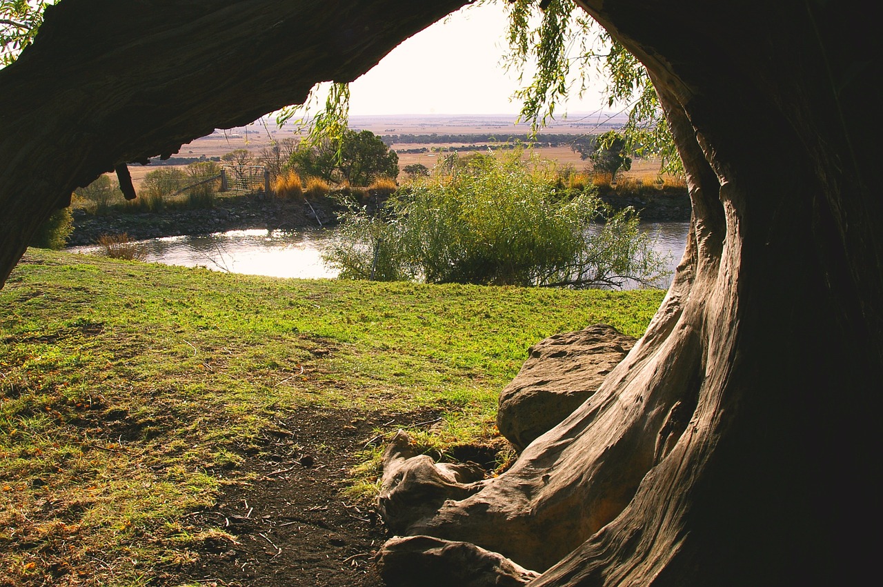 tree lake perception free photo