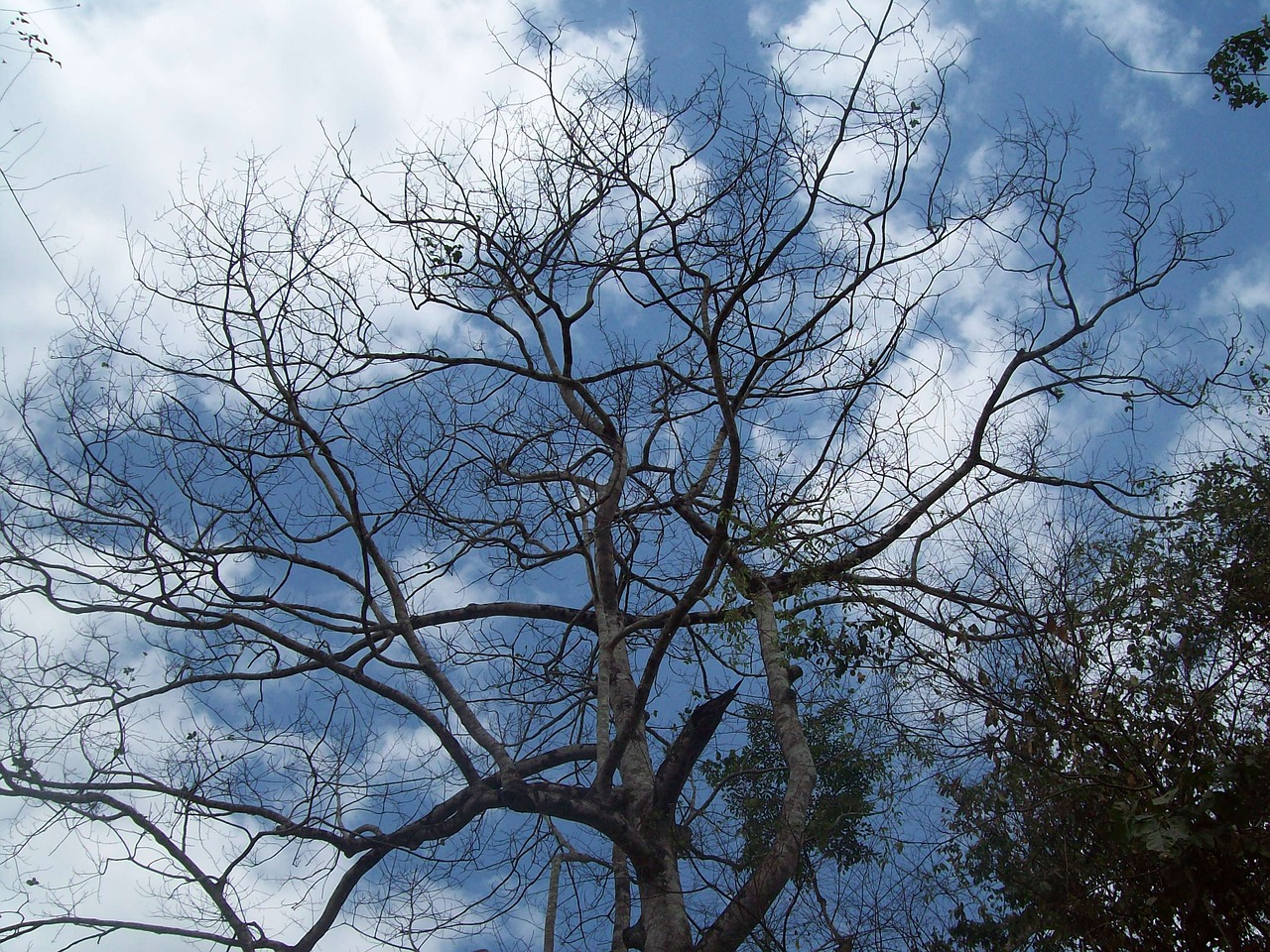 tree sky nature free photo