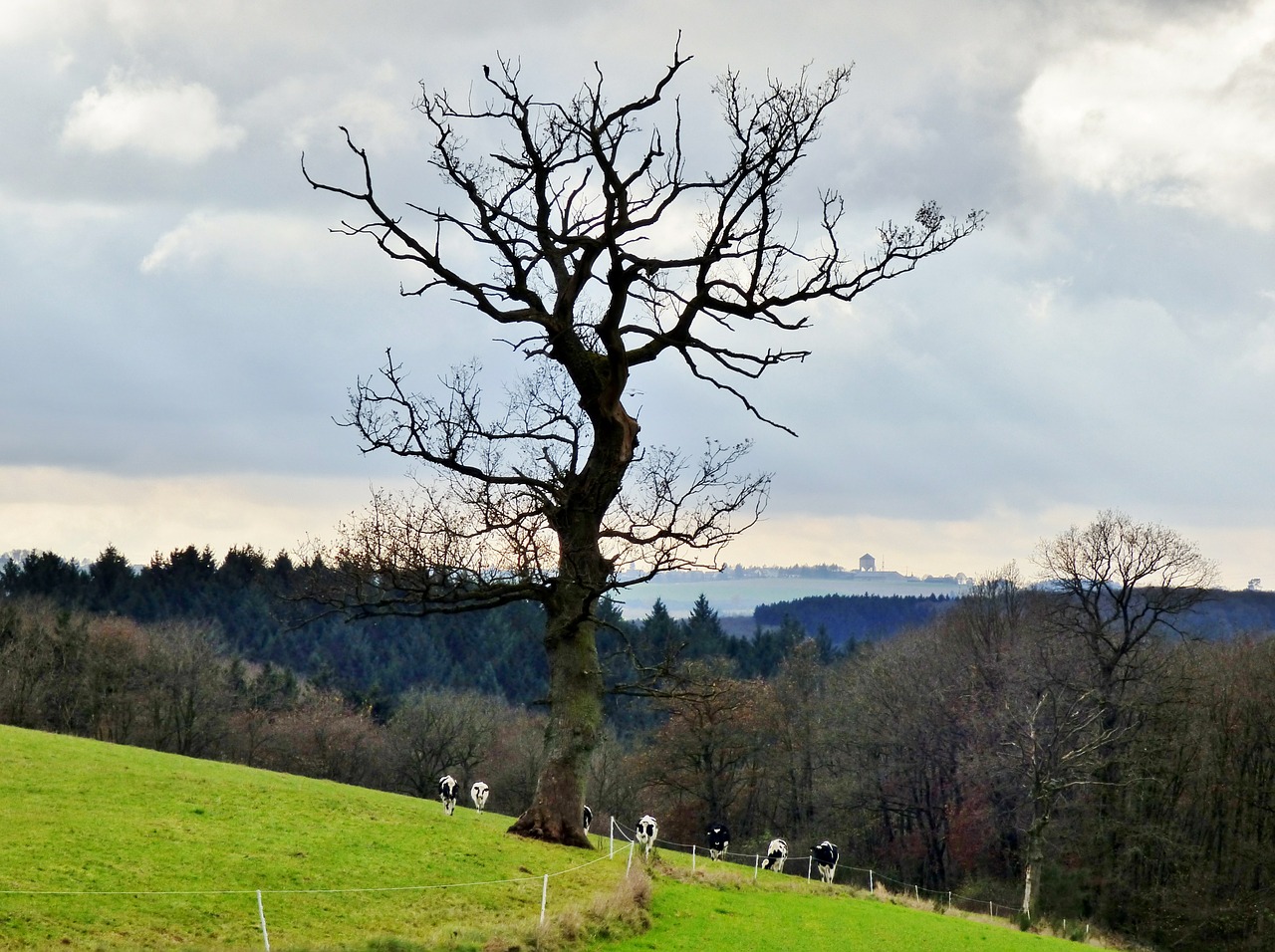tree erratic landscape free photo