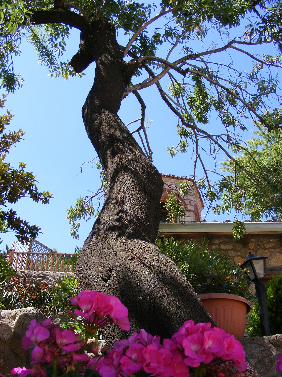 tree flowers red free photo