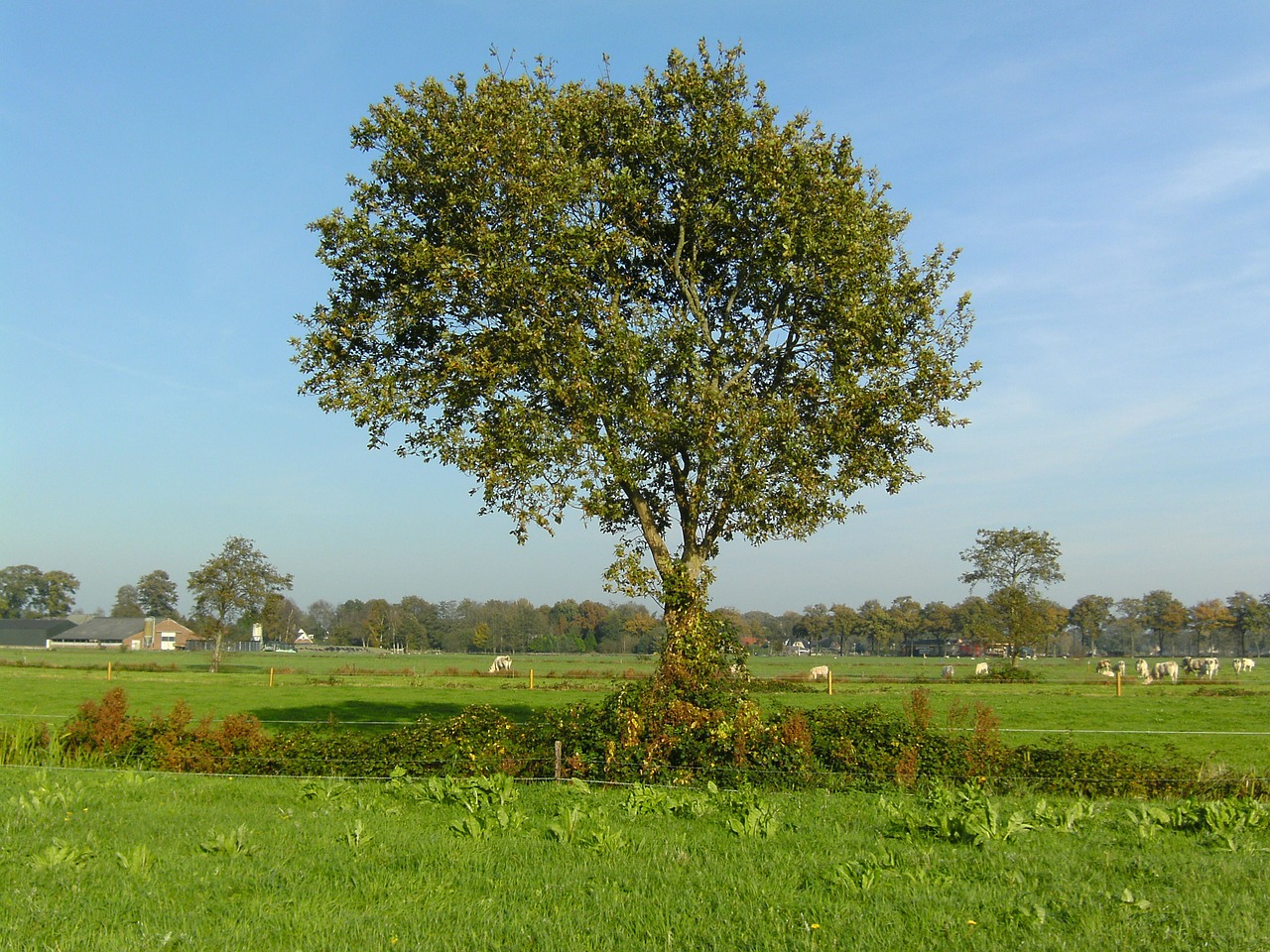 tree pasture nature free photo