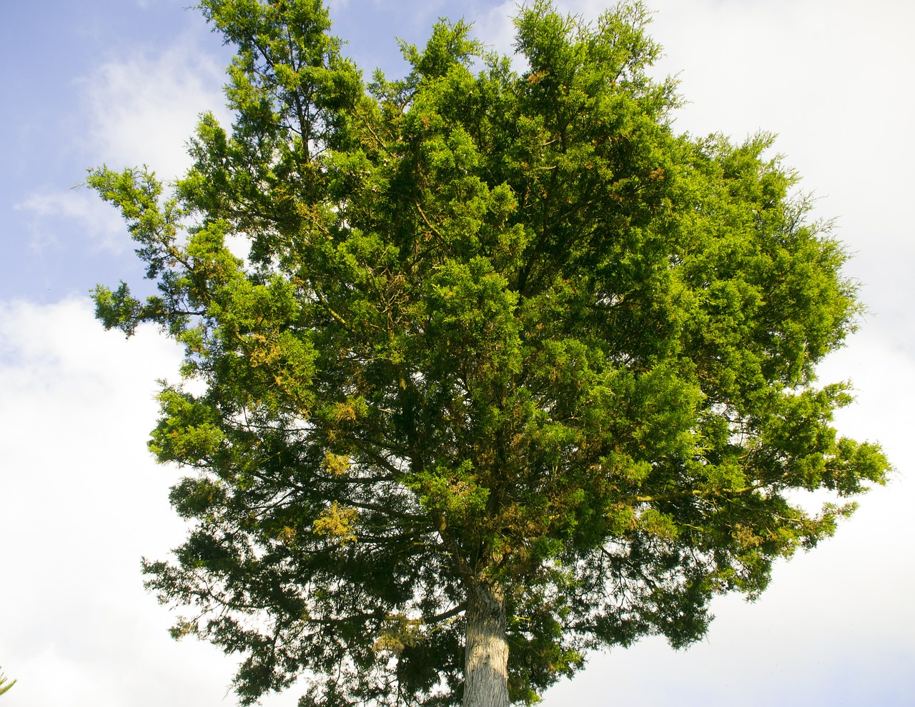 tree pine green free photo