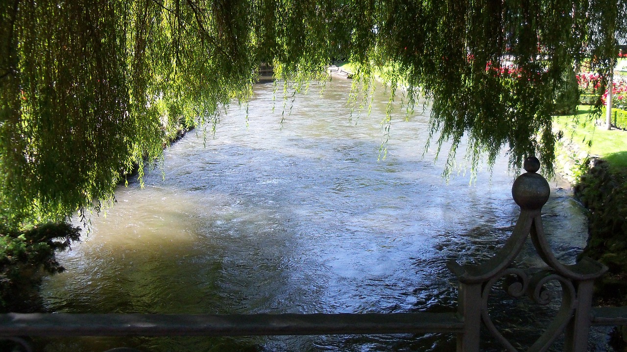 tree water mirroring free photo