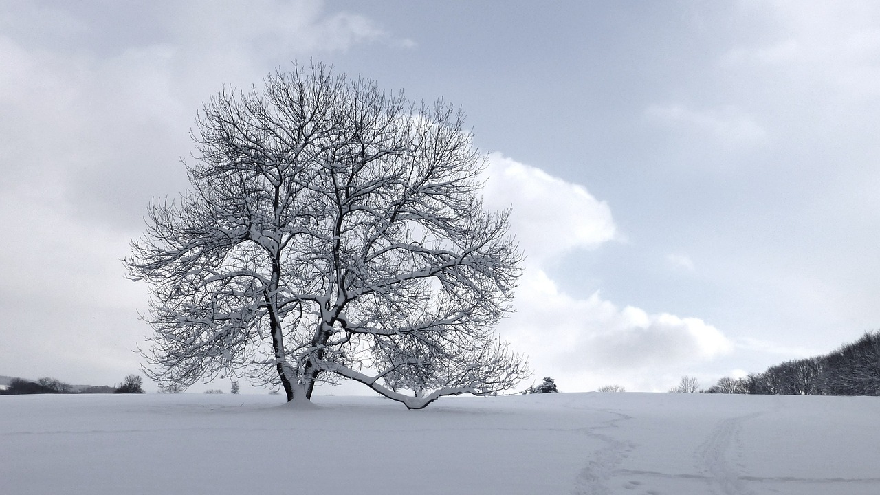 tree snow winter free photo