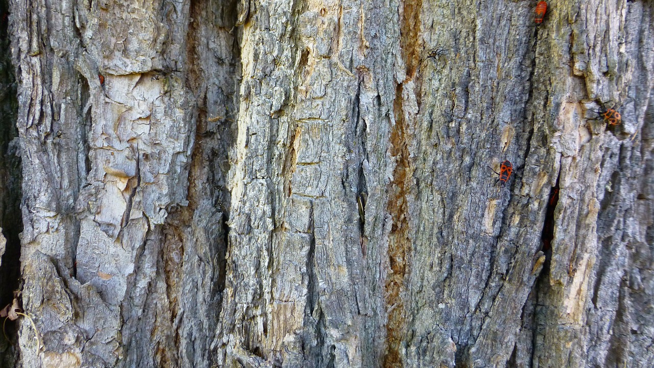 tree bark wood free photo