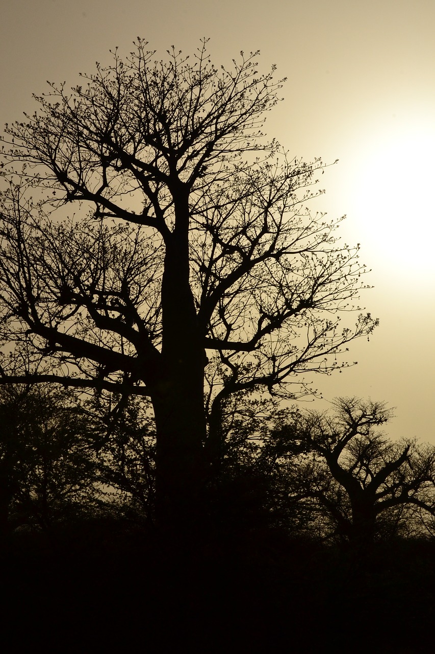 tree silhouette branches free photo