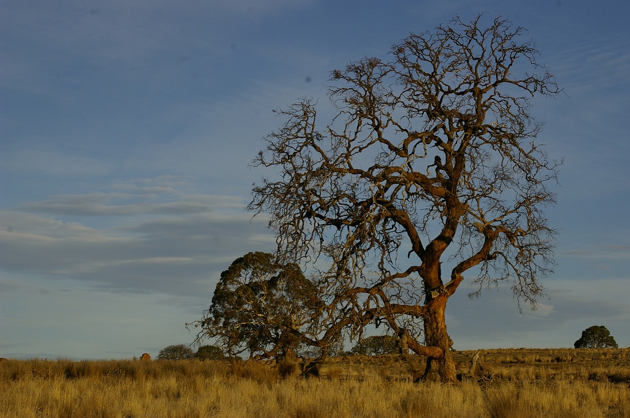tree outback landscape free photo