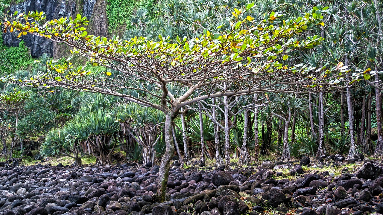 tree reunion island cold lava free photo