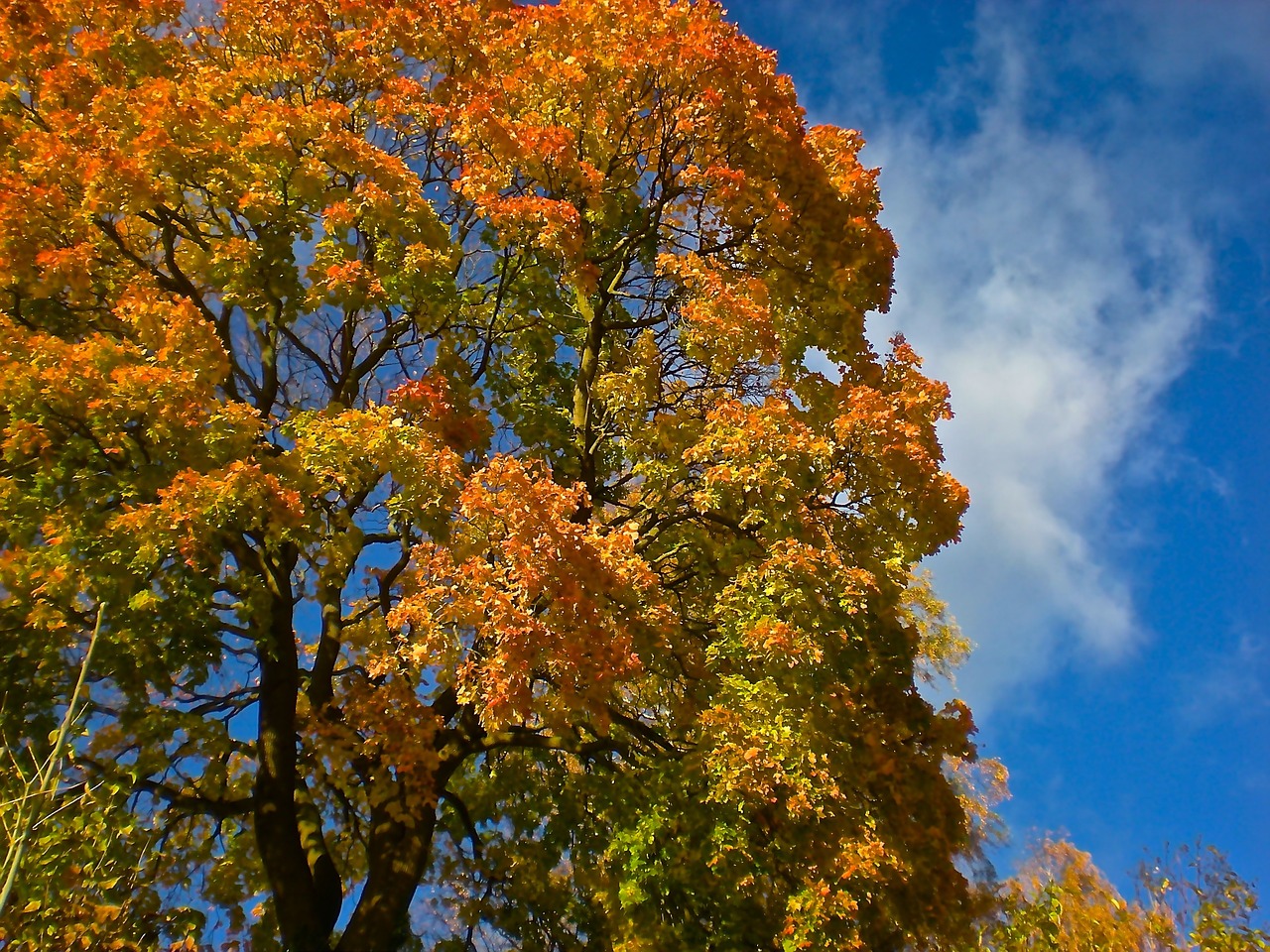 tree autumn yellow free photo