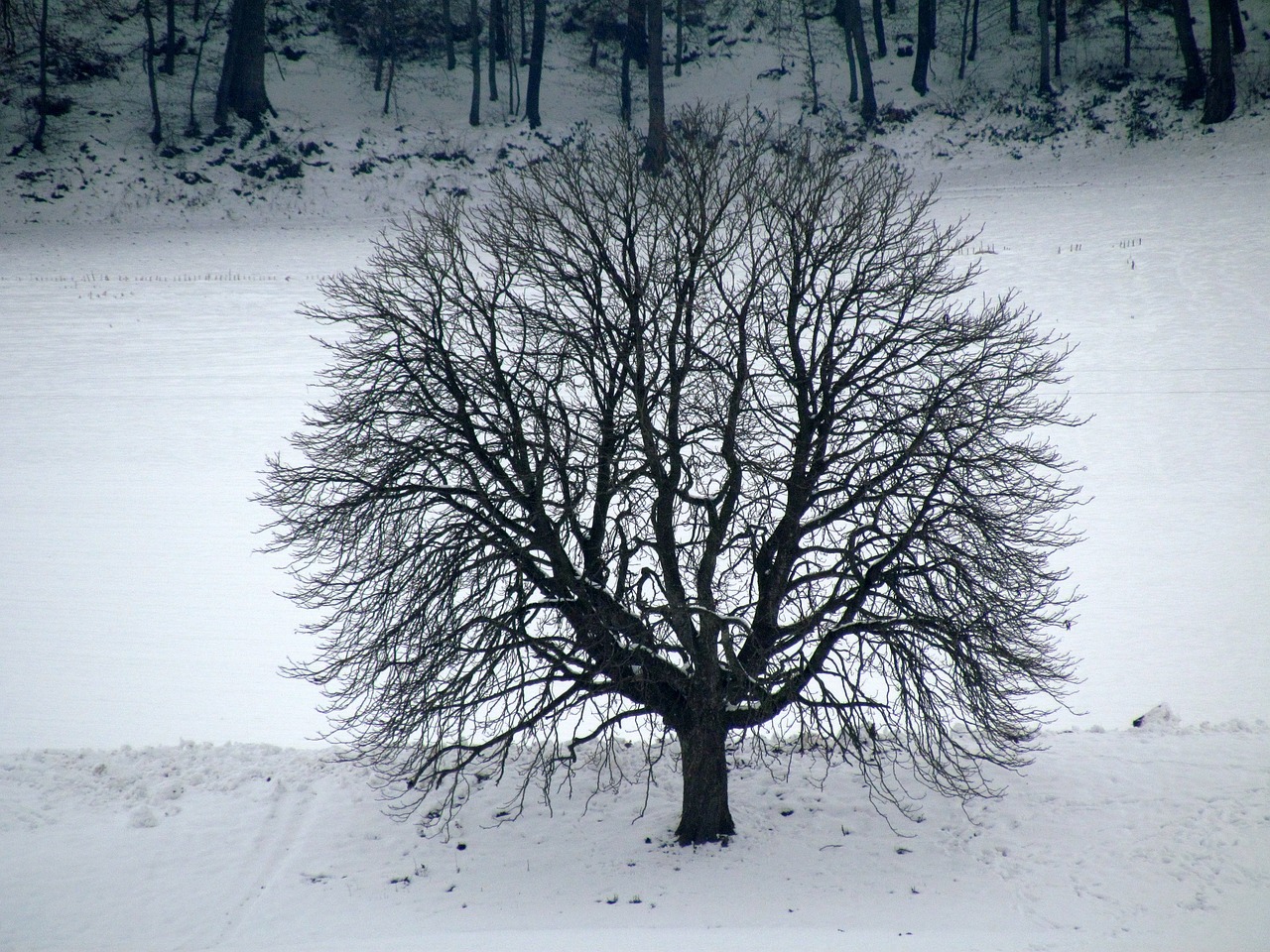 tree winter snow free photo