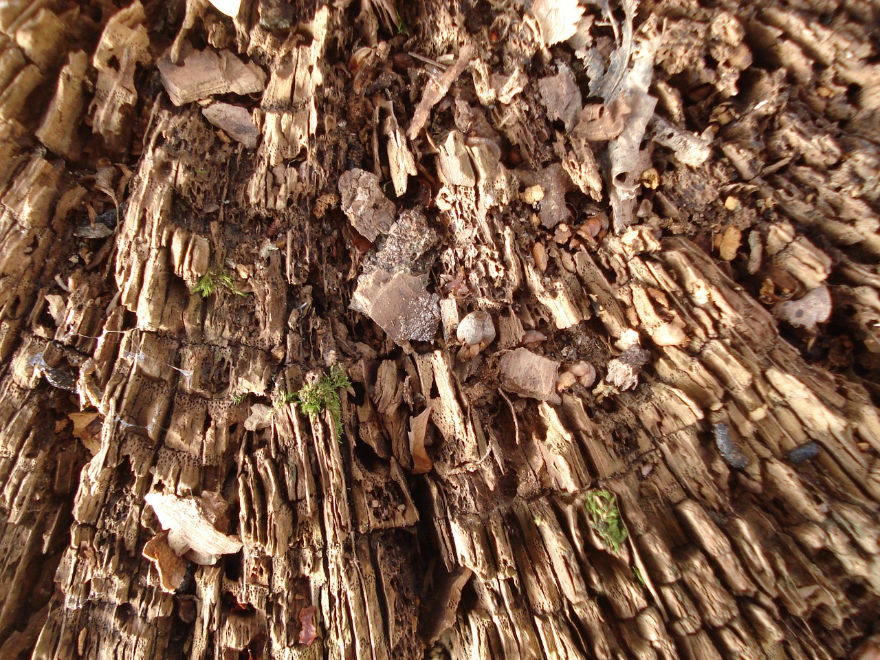 tree wood texture free photo