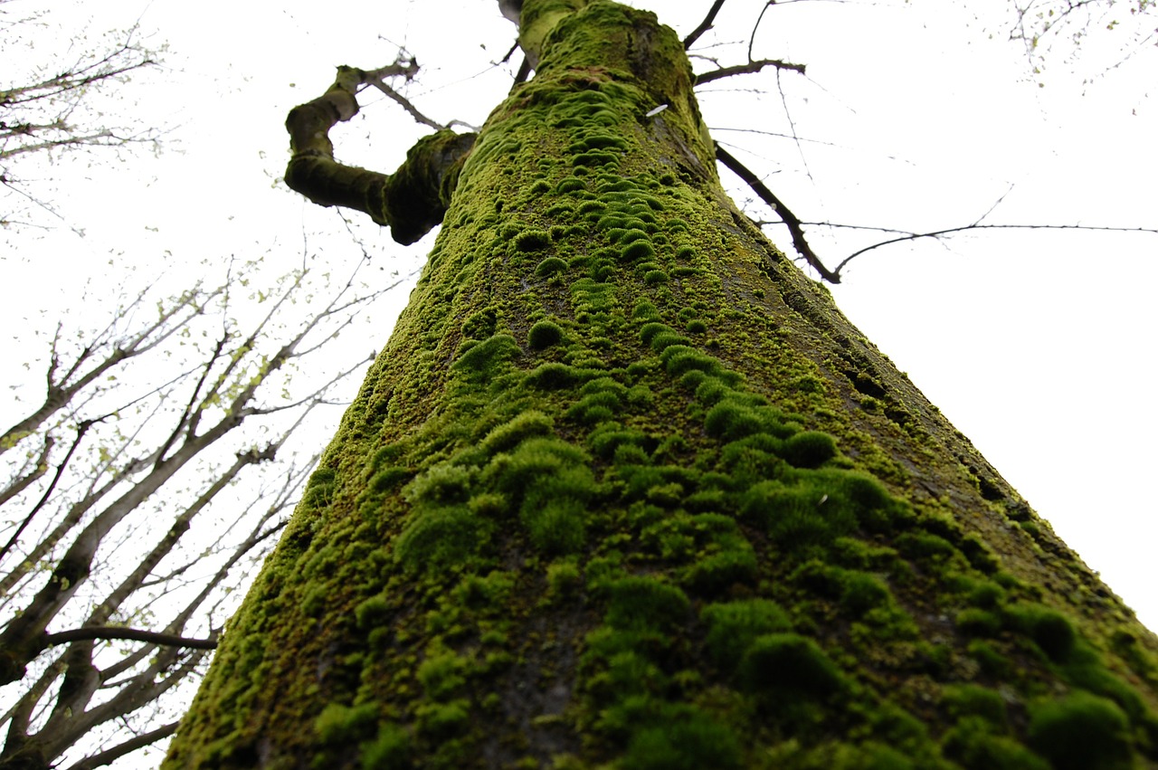 tree green moss free photo