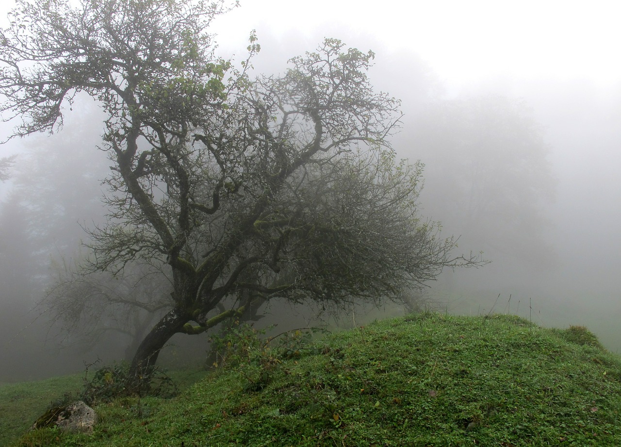 tree fog mood free photo