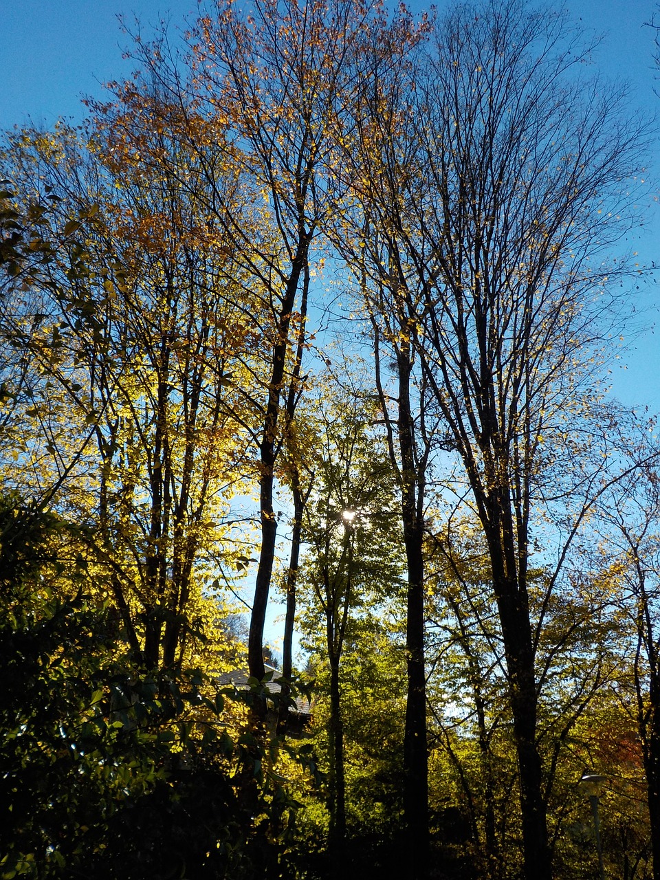 tree nature autumn free photo