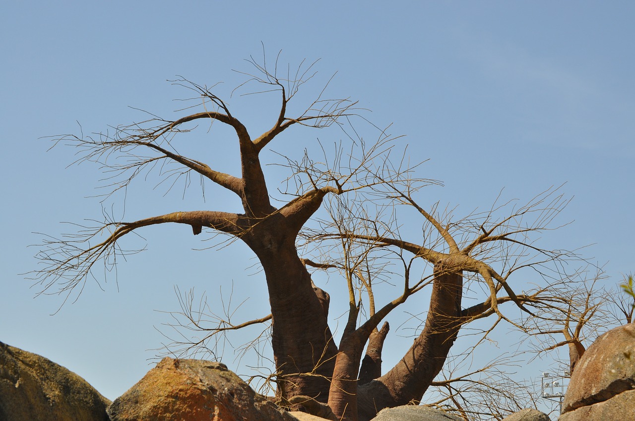 baobab tree africa free photo