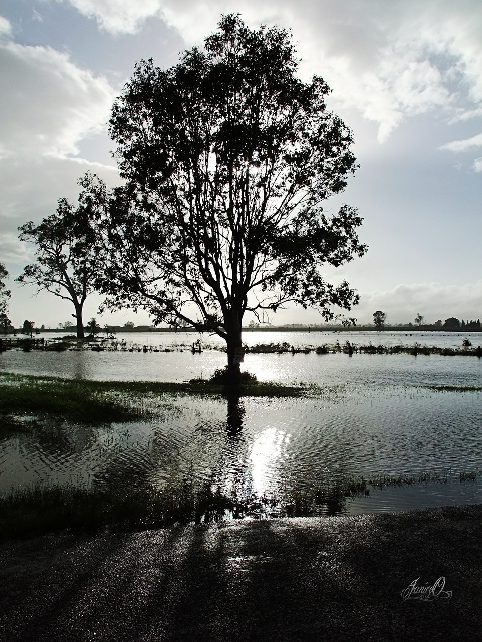 tree water morning free photo