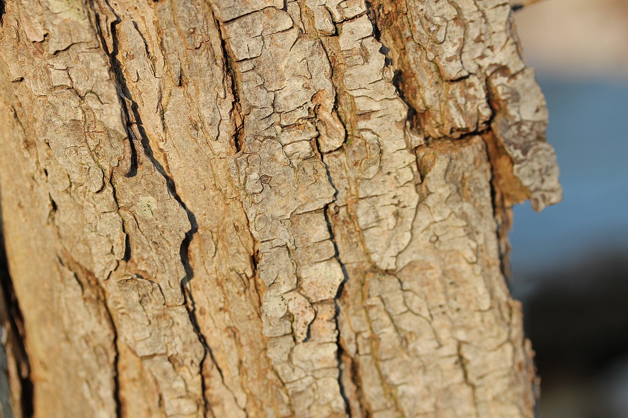 tree bark log free photo