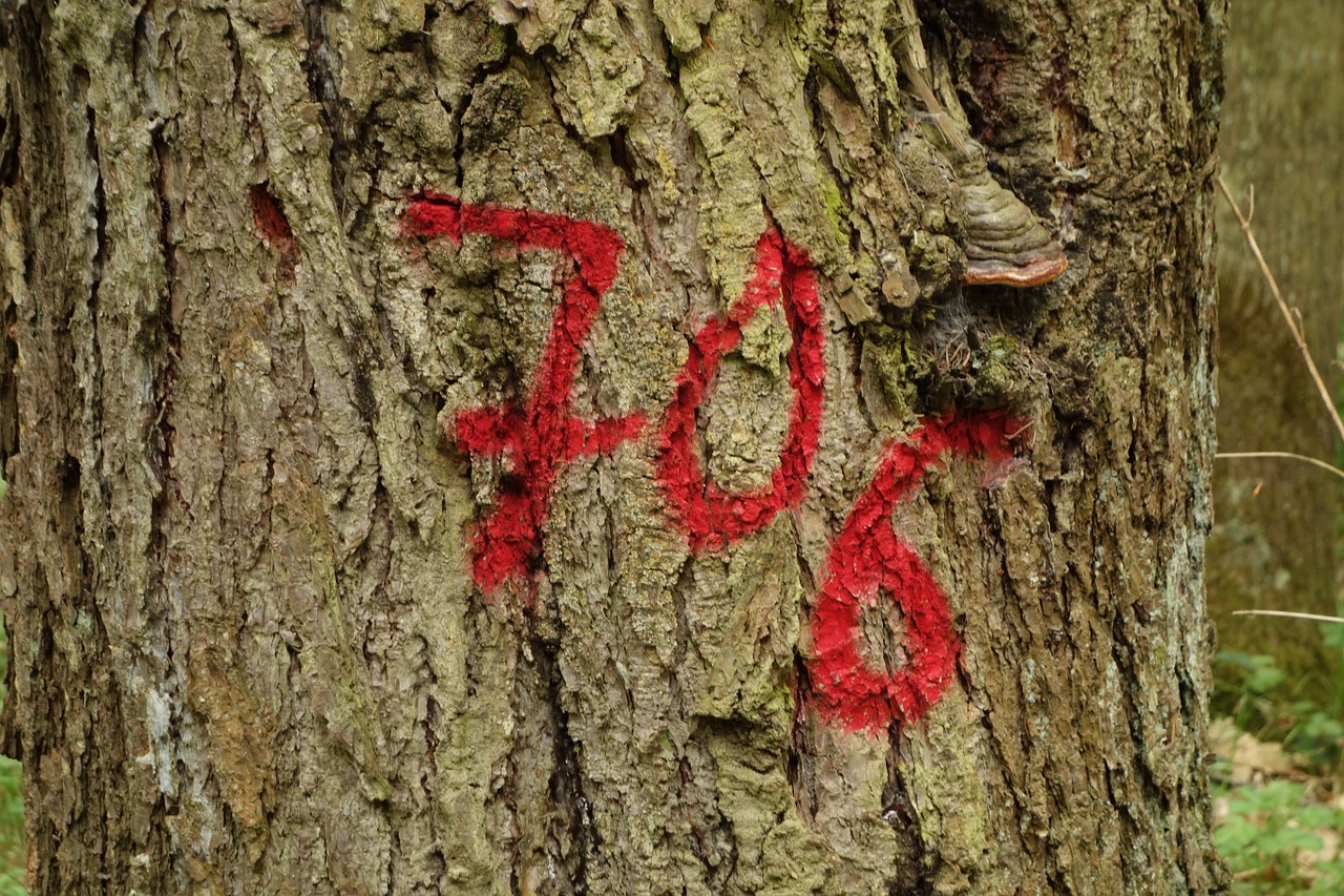 tree tagged forest free photo