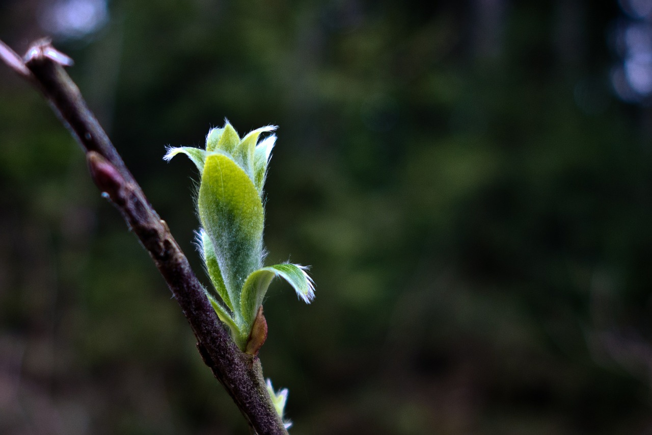 tree forest spring free photo