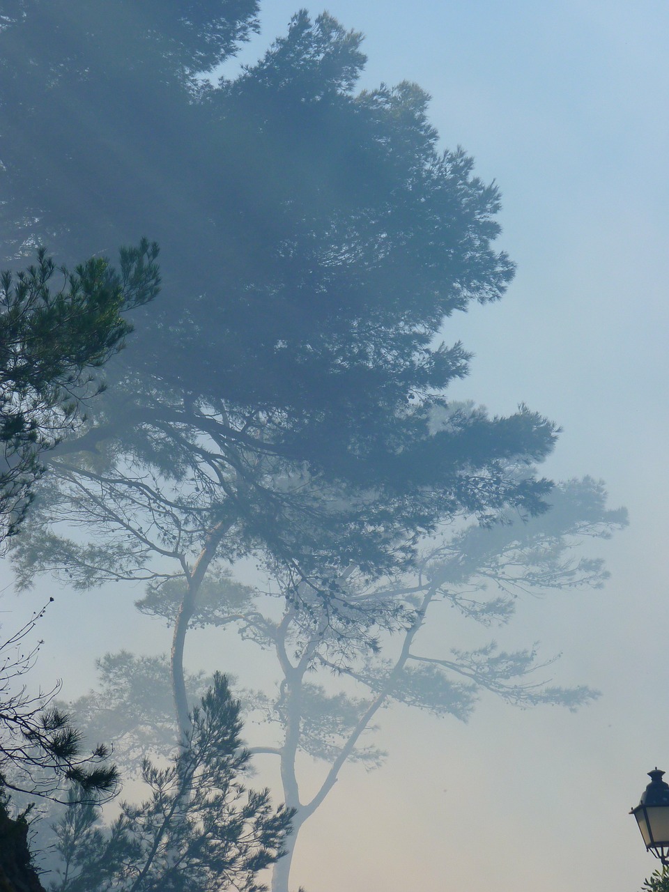 tree fog smoke free photo