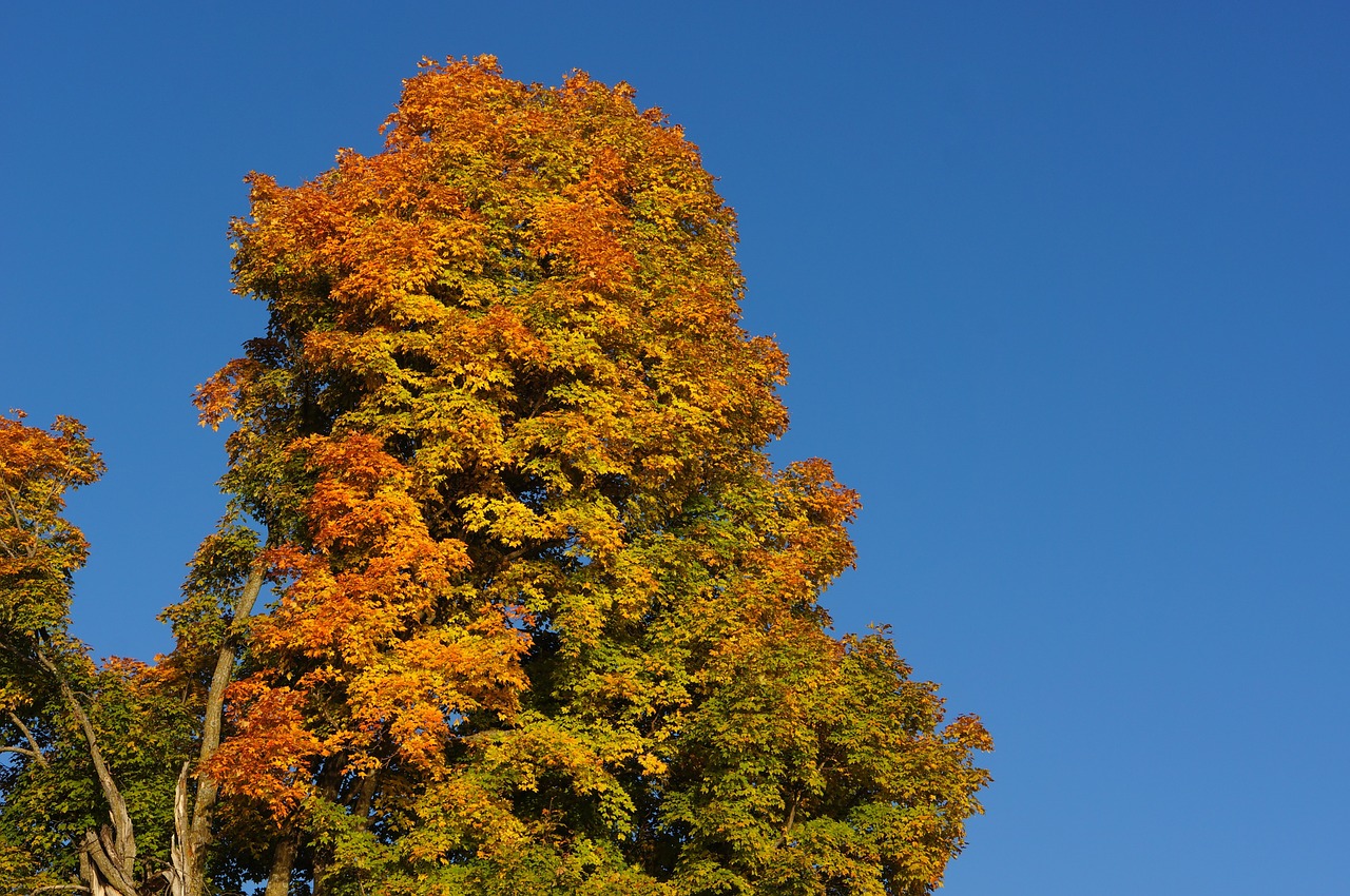 tree autumn fall free photo