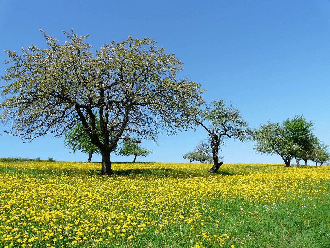 tree meadow nature free photo