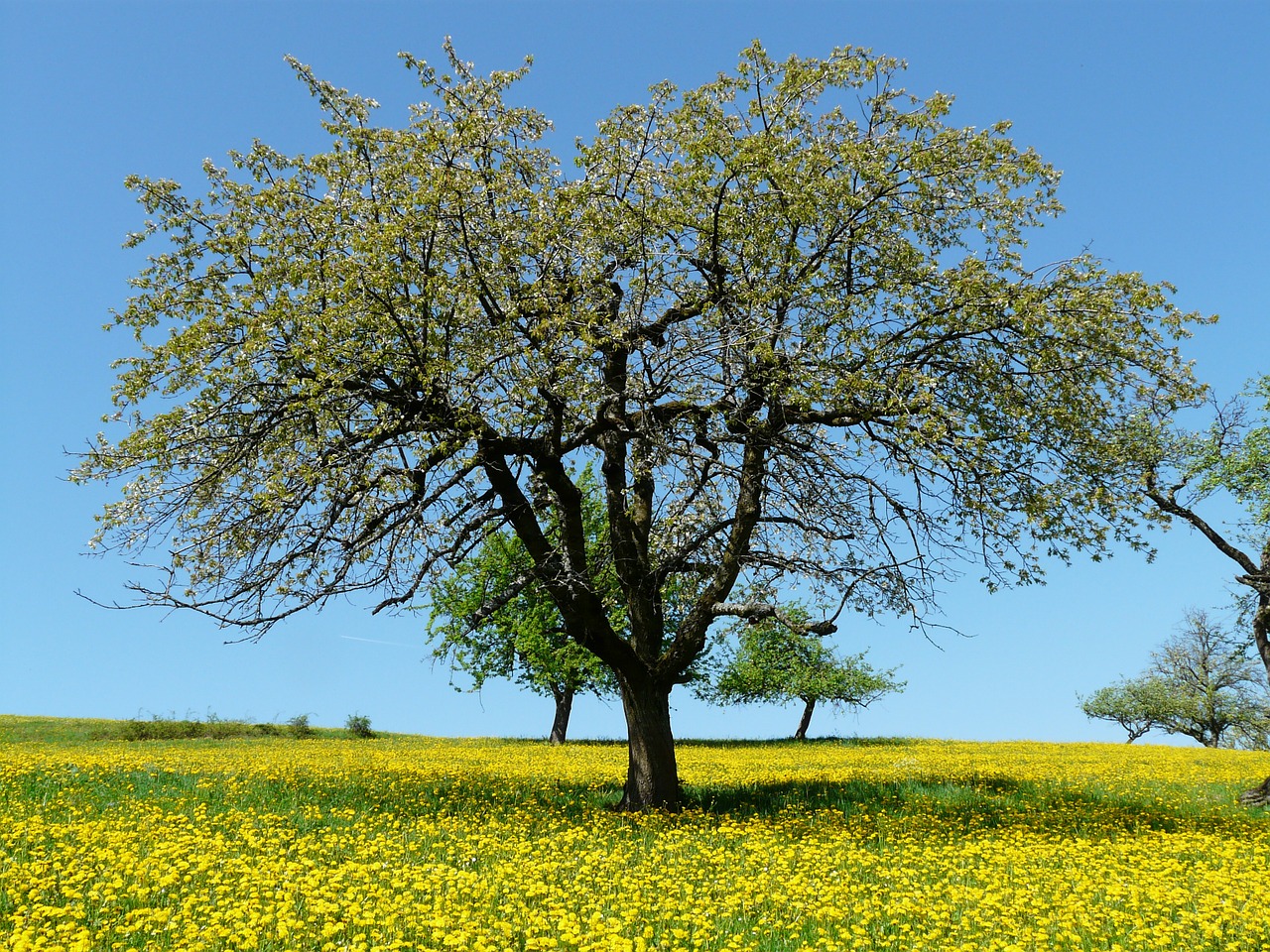 tree meadow nature free photo