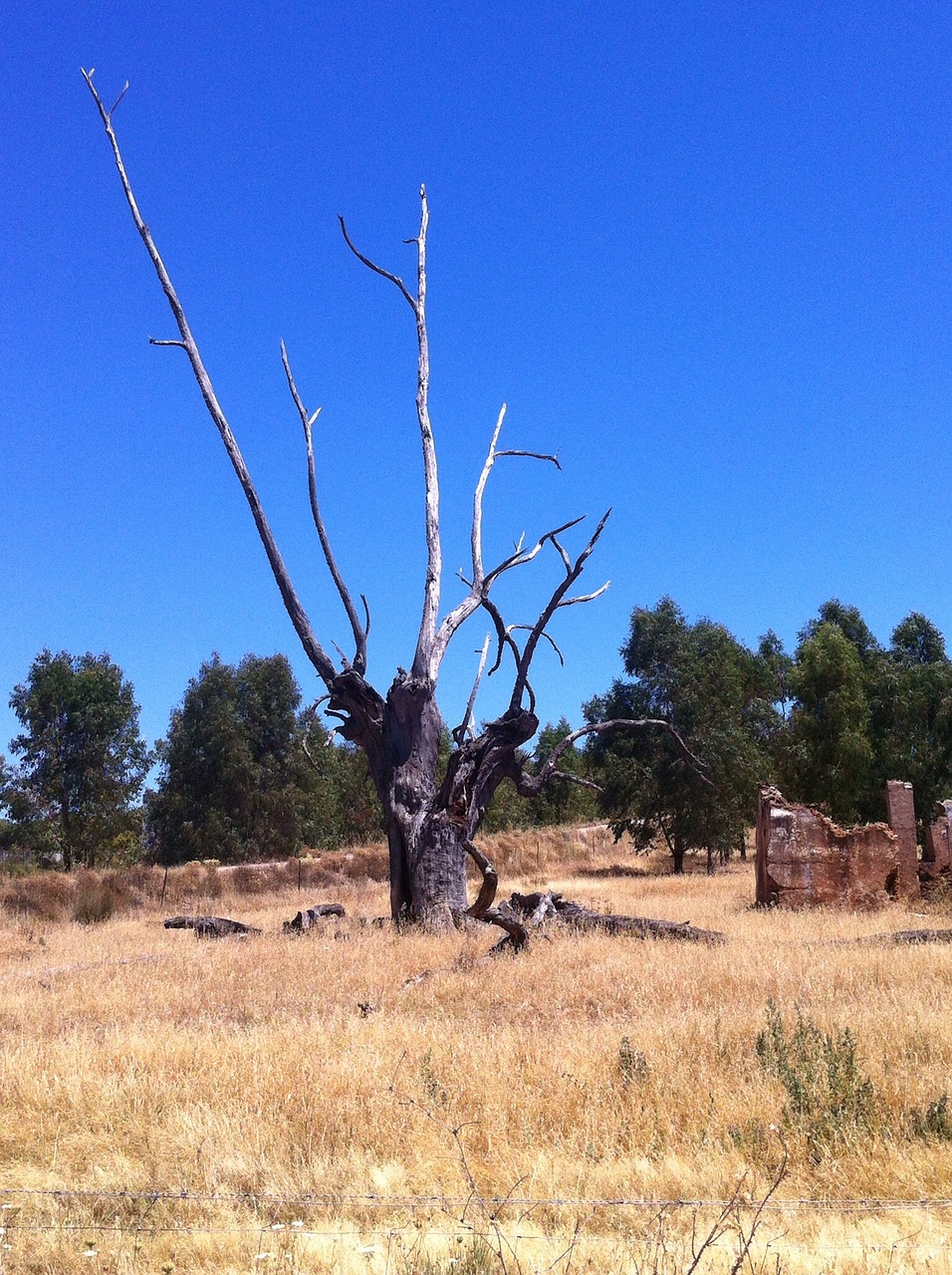 tree landscape plants free photo