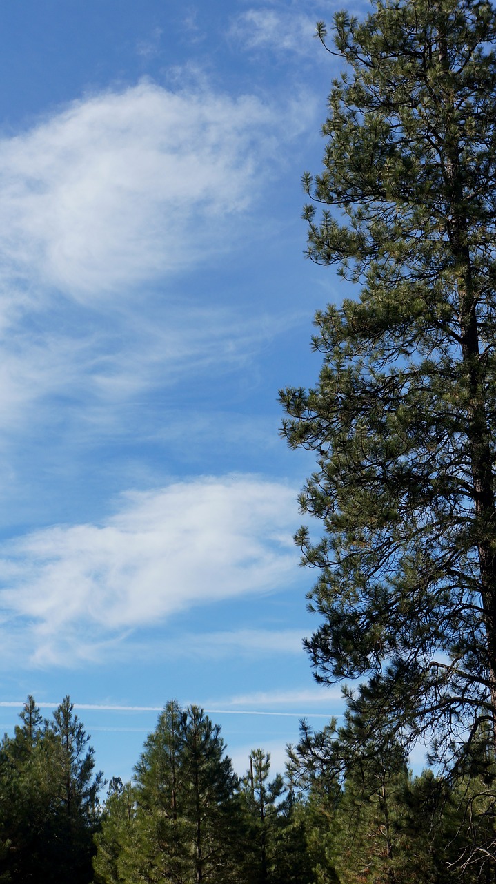 tree sky nature free photo