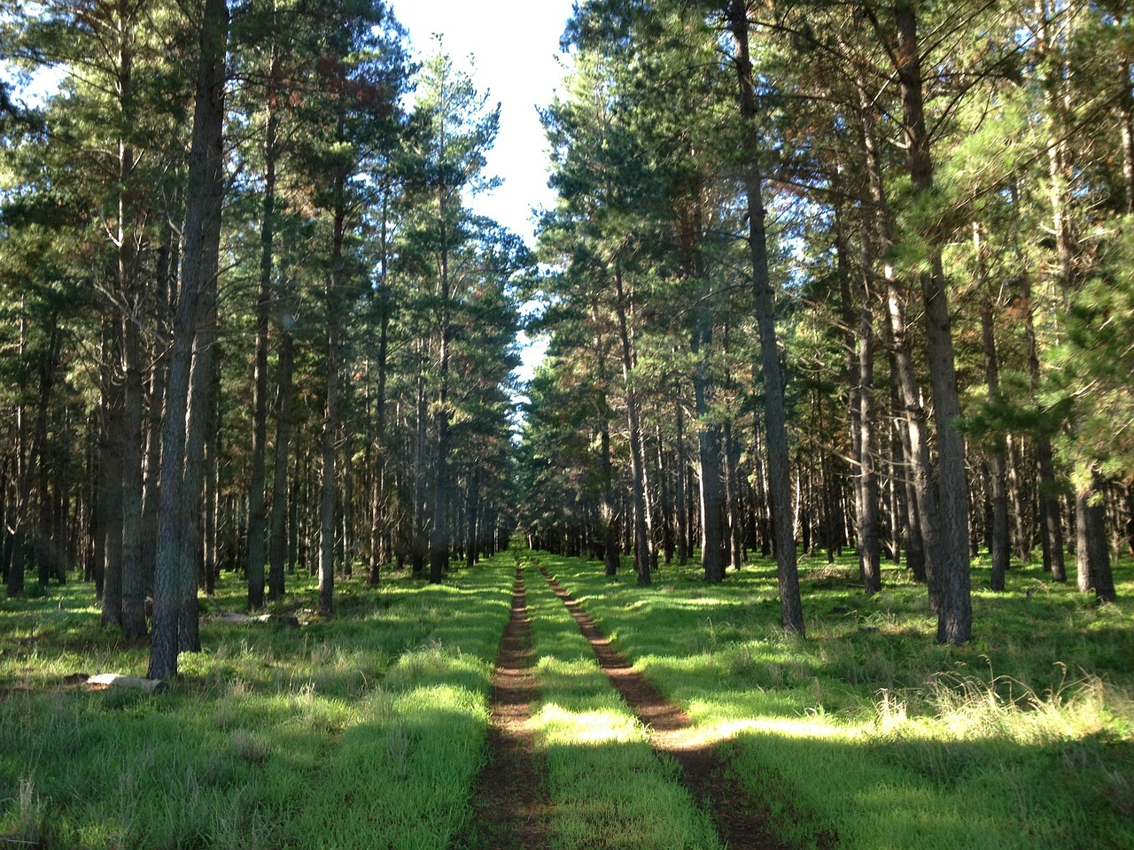 tree path nature free photo