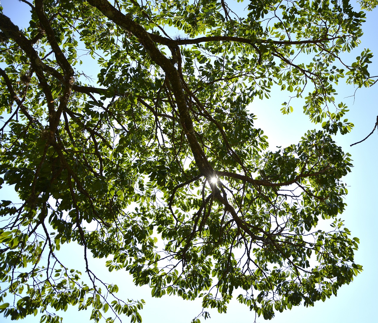 tree leaves twigs free photo