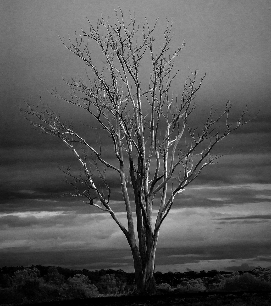 tree dead winter free photo