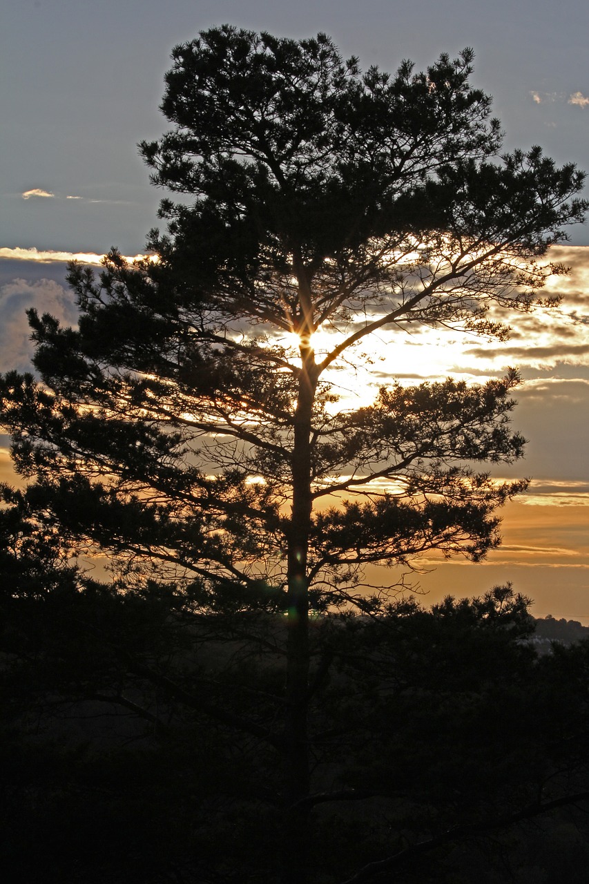 tree pine evening sun free photo