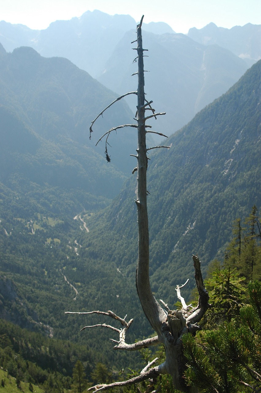 tree dead slovenia free photo