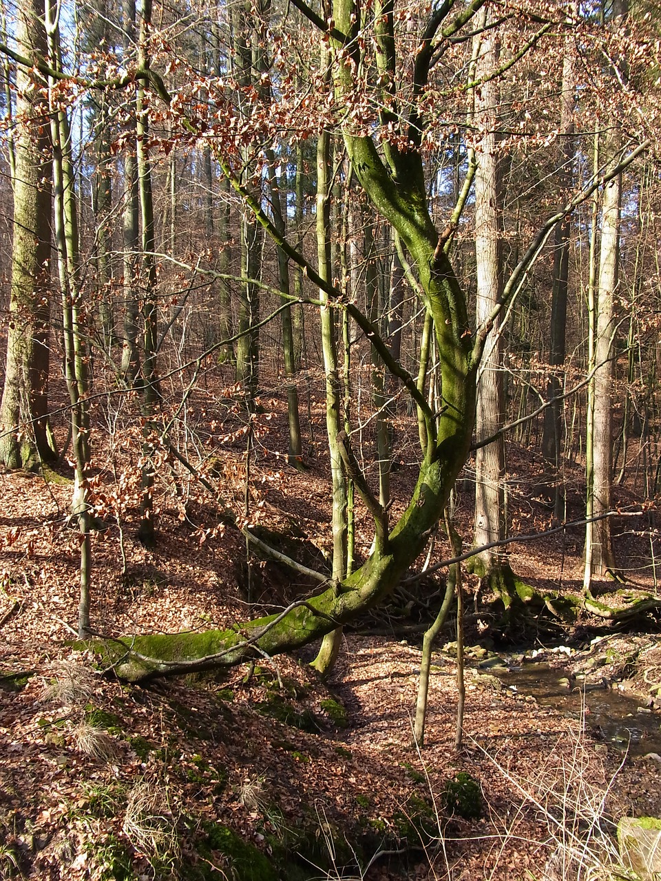 tree forest nature free photo