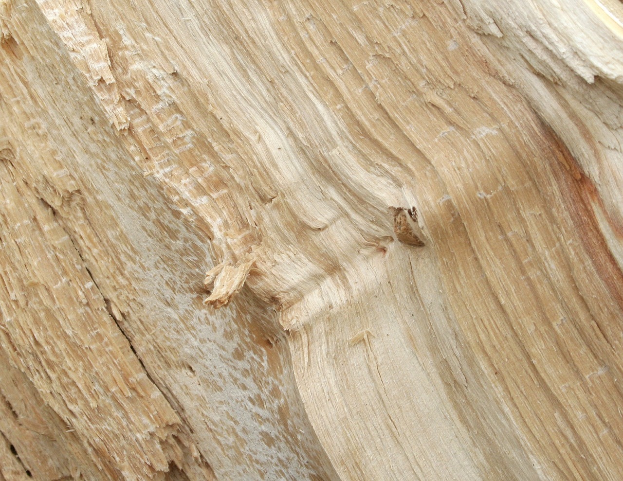 tree texture wood free photo