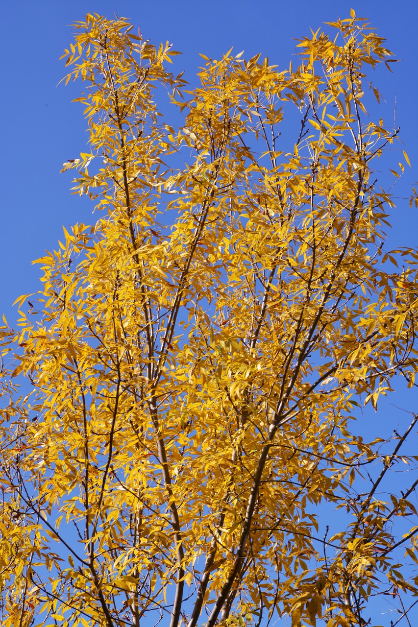 tree yellow sky free photo